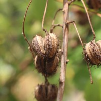 Ricinus communis L.